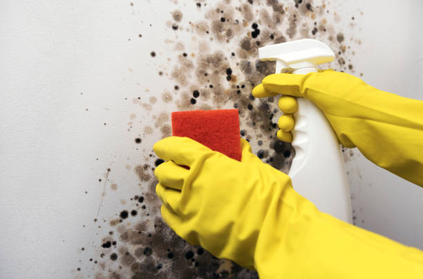 Best Post-Flood Mold Remediation in Randallstown, MD