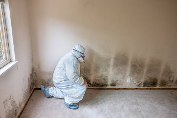 Professional Mold Remediation in Randallstown, MD